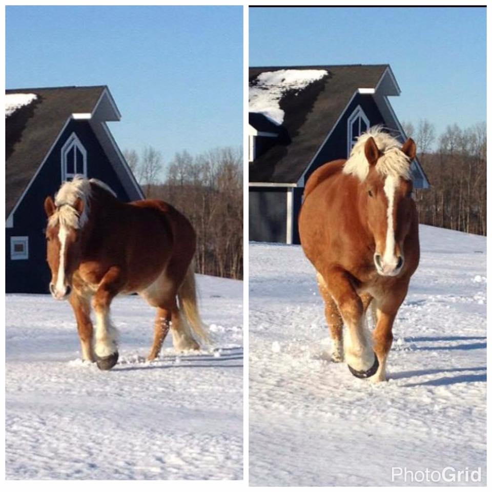 belgian draft horse for sale